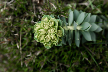Rosetta stonecrop, or Sedum rosetta. Close-up photo of its small green leaves.