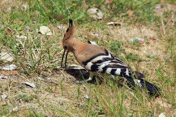 une huppe dans l herbe
