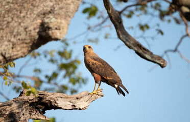 Savanna hawk perched in a tree