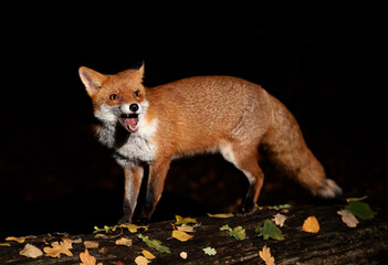 Red fox standing on a tree in autumn at night