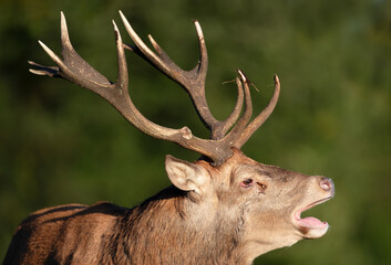 Obraz premium Red deer stag calling during rutting season in autumn