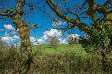 A view through trees to farmland under a blue sky with clouds at Oak Tree Farm, Scivier's Lane, Hampshire, UK