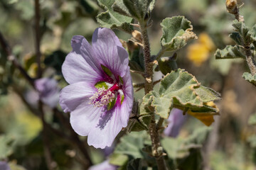 45 / 5.000
Resultados de traducción
Resultado de traducción
Macro photography of plants, flowers and objects