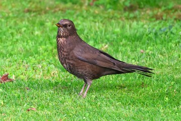 Eurasian blackbird female on green grass