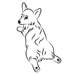 Pembroke Welsh Corgi dog breed vector black line illustration isolated on white background. Calligraphic drawing of lying corgi dog. Cute puppy. tattoo design.