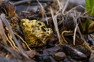 Gold Nugget mining from the River in Austria, real Gold.