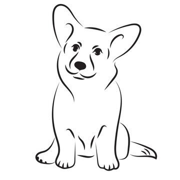 Pembroke Welsh Corgi dog breed vector black line illustration isolated on white background. Calligraphic drawing of sitting corgi dog. Cute puppy. tattoo design.