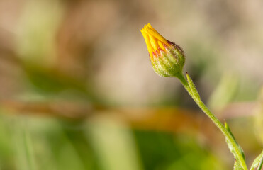 Detail of a calendula arvensis, is a species of flowering plant in the daisy family known by the common name field marigold. Selective Focus