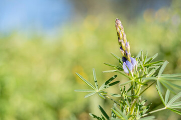 Blue annual wild lupin lupinus angustifolius growing in a field and spreading by seed capsule adds color to the late winter landscape.