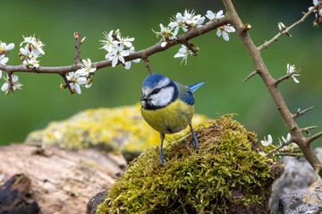 Blaumeise (Cyanistes caeruleu)