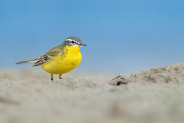 The western yellow wagtail (Motacilla flava)