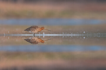 The black-tailed godwit at sunrise (Limosa limosa)