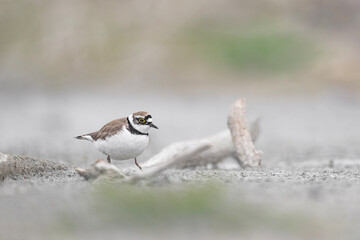 Looking for food, the little ringed plover on beach (Charadrius dubius)