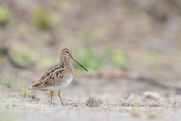 The common snipe (Gallinago gallinago)