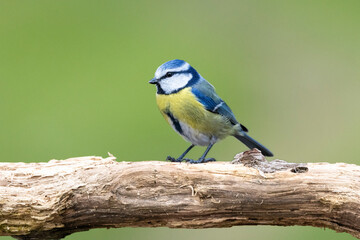 Obraz premium Blaumeise&nbsp;(Cyanistes caeruleu)