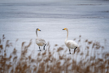 Two whooper swans on a lake with tall grass and the water in the background.