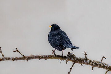 black bird with a yellow beak sits on a branch
