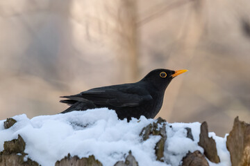 blackbird sits on a snowy stump in the snow