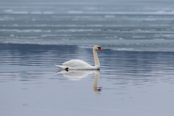 swan swimming in the lake