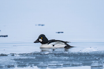 Common Goldeneye duck swims in a winter lake