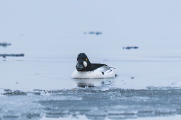 Common goldeneye duck on the frozen lake