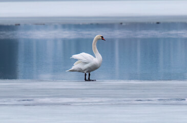 swan on the ice is standing on a lake