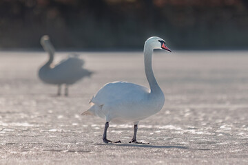 swan with a red face stands on a frozen lake