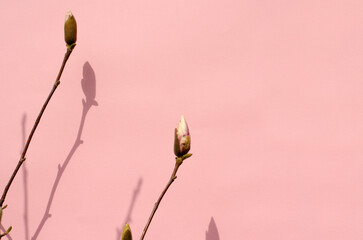 magnolia's bud on pink paper background