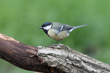 Kohlmeise (Parus major)