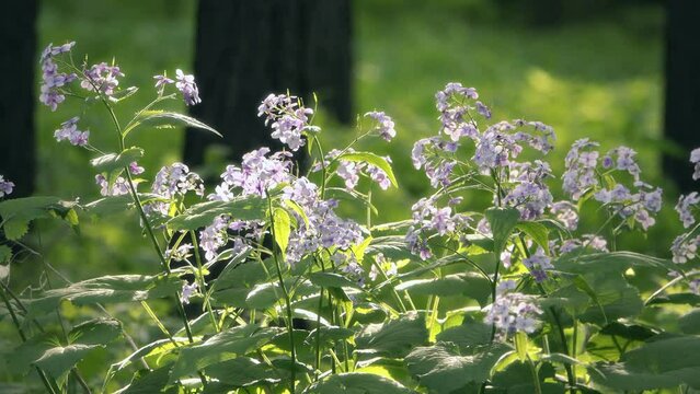 Spring flowering. Lilac wildflowers in the forest. Perennial honesty, Lunaria rediviva, blooming in the sun with lilac-white flowers.