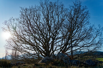 the shadow of the oak before spring