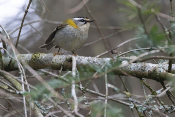 Sommergoldhähnchen (Regulus ignicapilla)