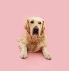 Portrait cute golden retriever dog lying down and looking at camera. Isolated on pink pastel background
