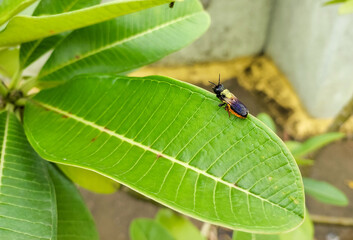 Flying bug, insect sitting on green leaves plant, nature photography 