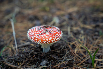 fly agaric mushroom