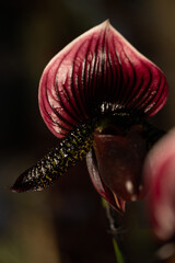 Orchideen - Pflanzen