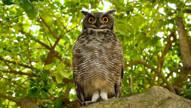 Full length frontal of majestic Spotted Eagle-Owl in tree, threatening display