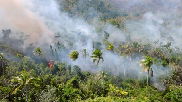 Natural disaster causing climate change and deforestation in tropical nature