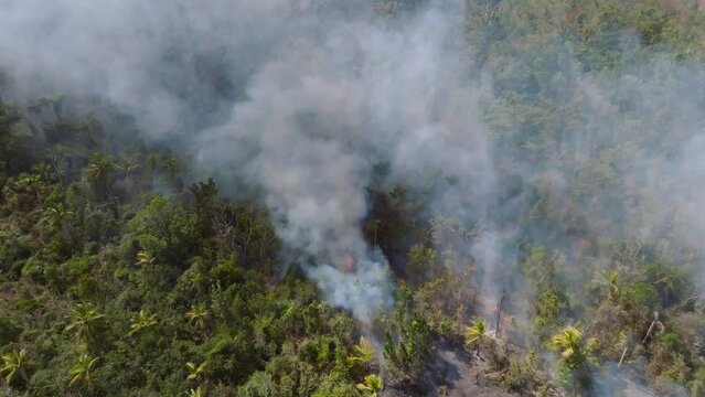 Forest fire, trees burning, dry season. Nature in wildfire smoke, - aerial view