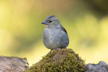 Buchfink (Fringilla coelebs)