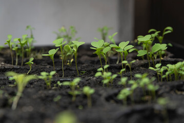 Young green seedlings in a seedling tray under lights.