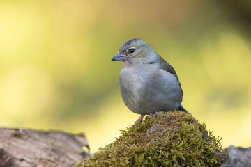 Buchfink&nbsp;(Fringilla coelebs)