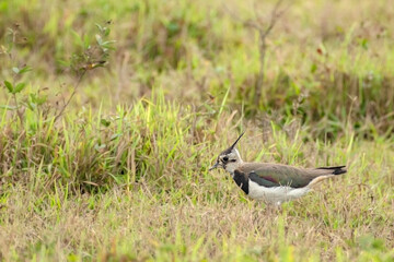 Northern Lapwing (Vanellus vanellus) Guarding its territory in grassland Breeding Habitat at Kaziranga National Park, Assam.