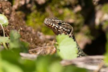 Mauereidechse (Podarcis muralis)