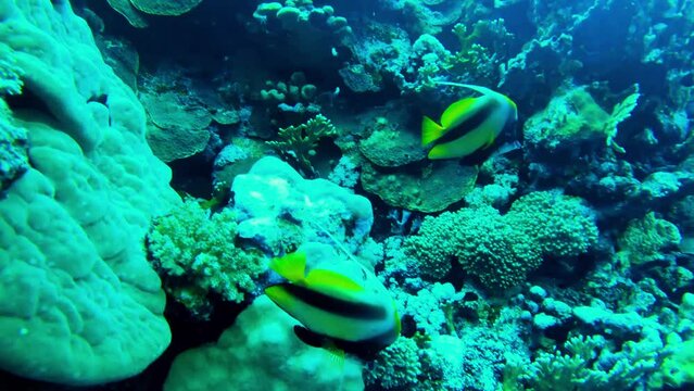 Butterflyfish or Chaetodon semilarvatus at the bottom of the Red sea in Egypt, travel concept