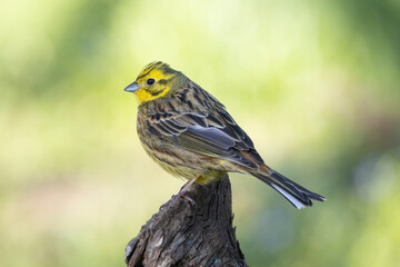 Goldammer (Emberiza citrinella)