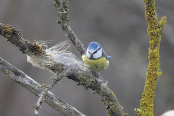 Blaumeise (Cyanistes caeruleu)