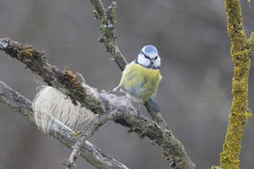 Blaumeise (Cyanistes caeruleu)