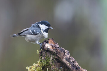 Tannenmeise (Periparus ater)