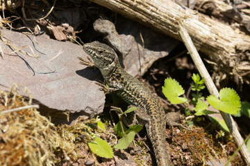 Mauereidechse (Podarcis muralis)